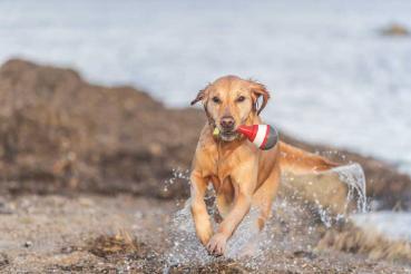 Aqua Toy Snack Boje am Seil