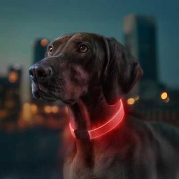 WAUDOG LED Leuchthalsband RGB verstellbar 25mm 60cm mit USB