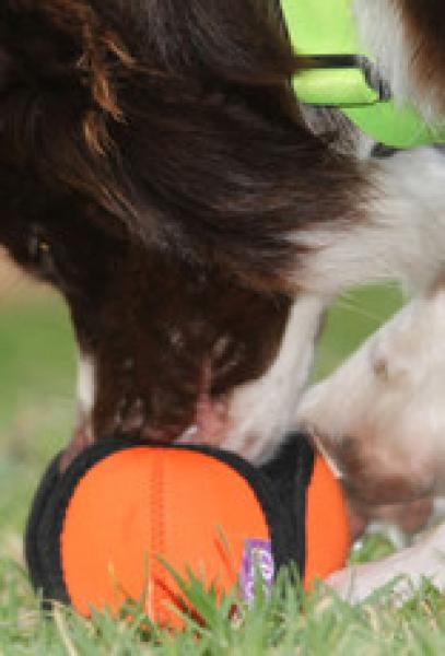 Puppingtons Pods mit Schlaufe S