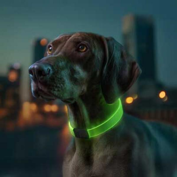 WAUDOG LED Leuchthalsband RGB verstellbar 25mm 60cm mit USB